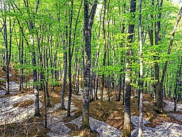 山毛櫸樹林,春天,新綠