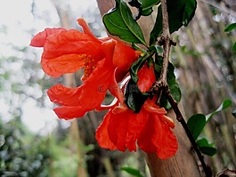 花,盛開,橙色