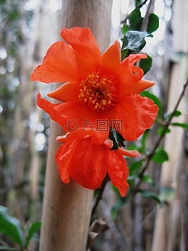 花,盛開,橙色