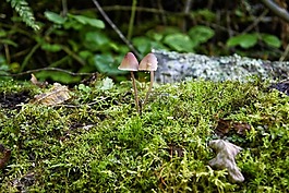 蘑菇,moss,石