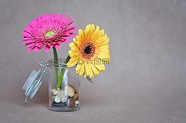 非洲菊,鮮花,粉紅色