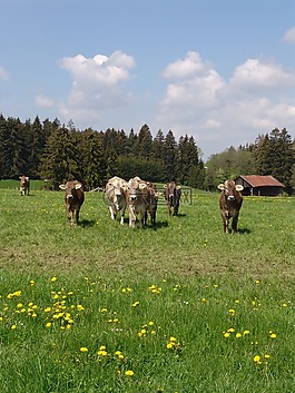 性質(zhì),牛,草地