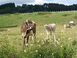 性質(zhì),牛,草地