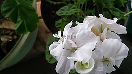 潔白的花朵,自然,院子里