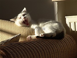 猫,光,动物