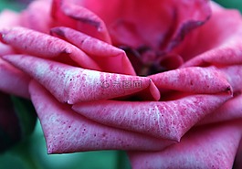 玫瑰,粉紅色,花
