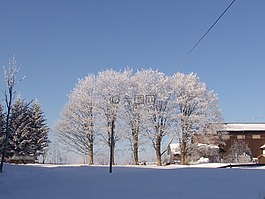 性質(zhì),冬天,樹