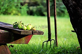 花园,性质,苹果