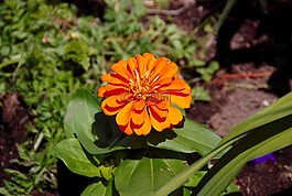 萬壽菊,花,橙色