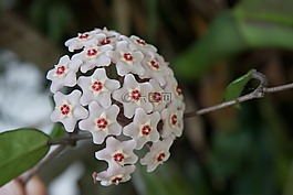 花卉,性質(zhì),白花