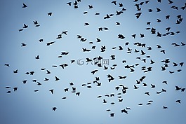 鳥,羊群,野生動物