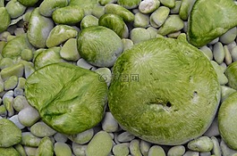 石頭,海草,海岸