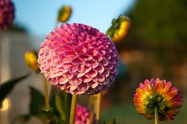 鮮花,大麗花,花園