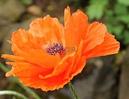 klatschmohn,花,罌粟
