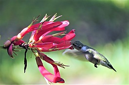 蜂鳥(niǎo),喂養(yǎng),爆竹藤