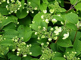 莢蒾,植物,開花