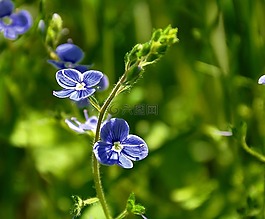 藍(lán)色的花,草甸,夏季