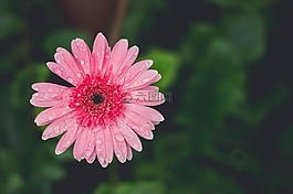 anthemideae,菊花,花