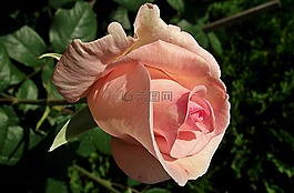 花,玫瑰,花瓣
