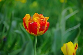郁金香,花,春