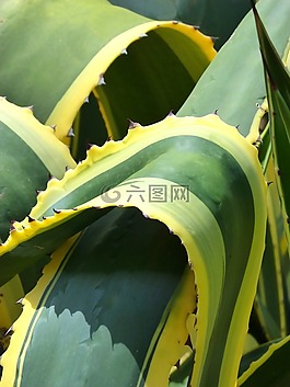 龍舌蘭,雙色,詳細(xì)