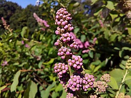 花序,灌木開花,公園