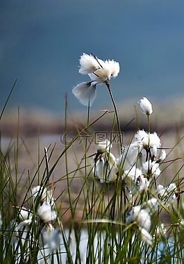 cottongrass,草,性质