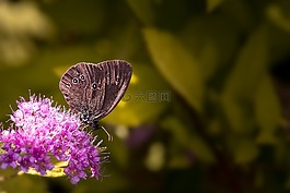 蝴蝶,烟囱扫描,aphantopus hyperantus