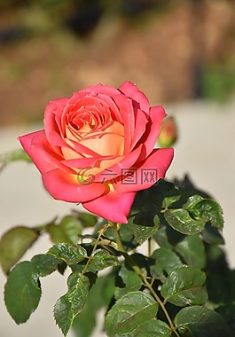 花,玫瑰,花園