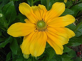 花,黃色,夏季