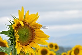 向日葵,自然,黃色