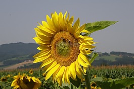 太陽花,黃色,性質(zhì)