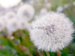 蒲公英,花,植物