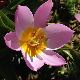 粉紅色,黃色,花