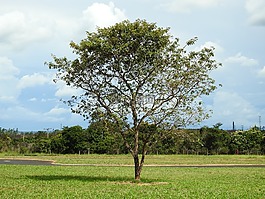 性質(zhì),生活,樹枝