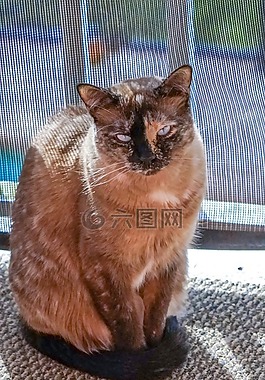 猫,暹,蓝色的眼睛