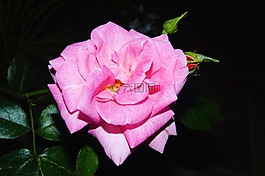 花,開花,玫瑰