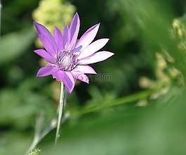 藍色的花,草甸,夏季