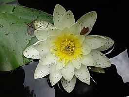 蓮花,池,臟