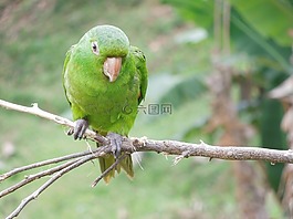 maritaca,鸚鵡,月桂樹