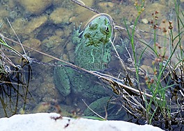青蛙,水,池塘