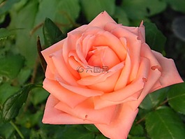 玫瑰,花園,花
