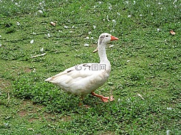 鵝,鴨,鳥