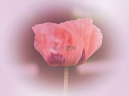 鮮花,罌粟,植物區(qū)系