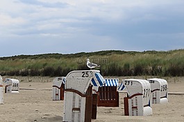 海鷗,動物,鳥