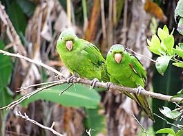 maritaca,鸚鵡,月桂樹