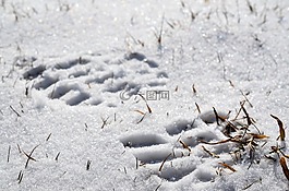 腳印,雪,白