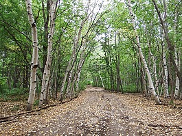 森林,秋季,路