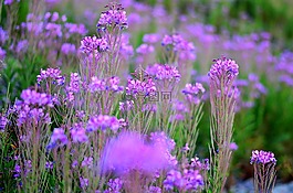 花卉,性質(zhì),春