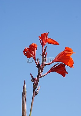 花卉,性質(zhì),紅色